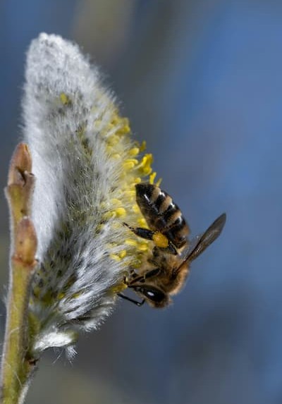 Abeille récolte pollen